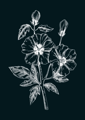 Rose of Sharon vector illustration. Hand-drawn summer flower sketch. Hibiscus drawing on chalkboard. Malva flowering plant. Floral design element in engraved style